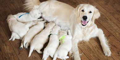 Mother dog nursing its puppies