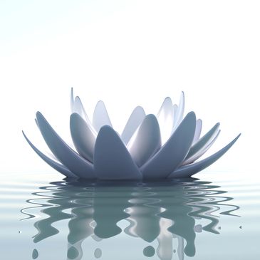 a lotus flower in water
