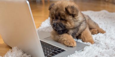 A Pomeranian puppy looking at a laptop screen. 
