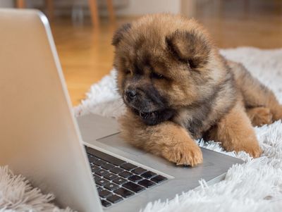 Fluffy tan and black puppy looking at a silver laptop 