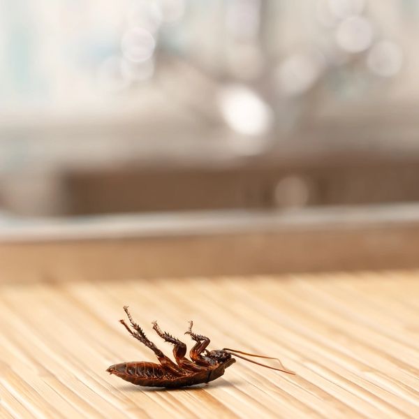  American and German cockroaches are the most commonly seen in households. American cockroaches are 