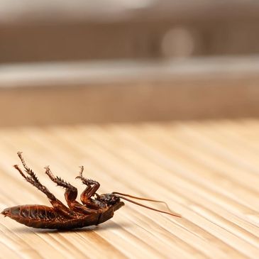 Pest Control, Pest control service, How to get rid of roaches, Roach control, Pest Control near me