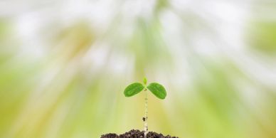 a single small plant microgreen growing out of the soil towards the sunlight