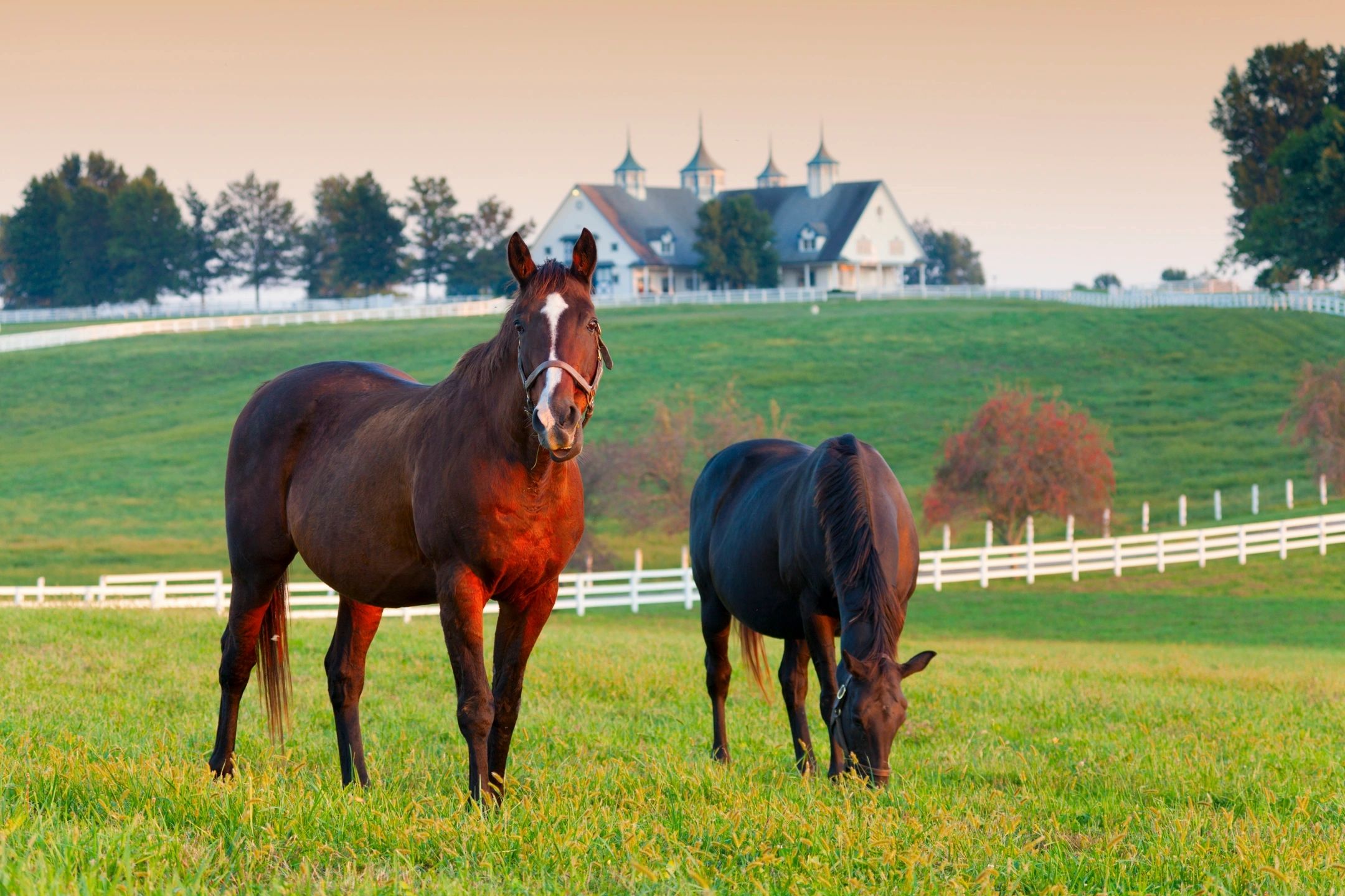 Real Estate, Rentals Horse Capital Realty Lexington, Kentucky