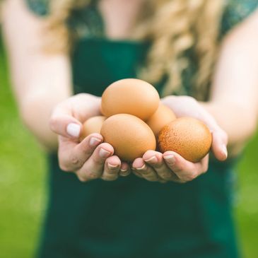 Farm fresh eggs for sale in Hampstead, NC