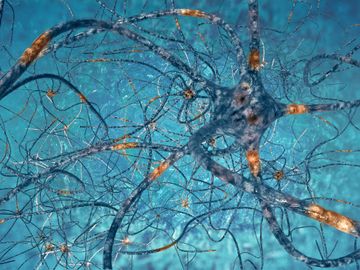 Din Neurology performs PERIPHERAL NERVE BLOCKS