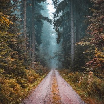 A path to the future.  Dirt road in a foggy forest