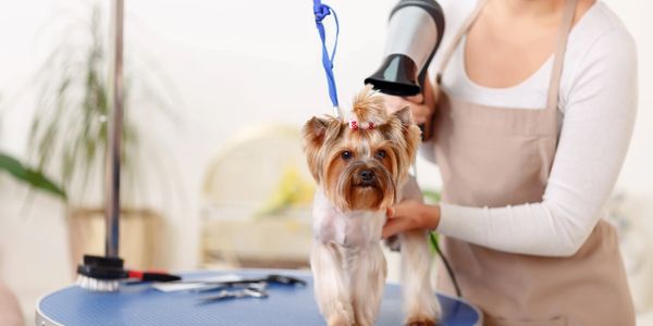 a dog receiving a grooming sessin.