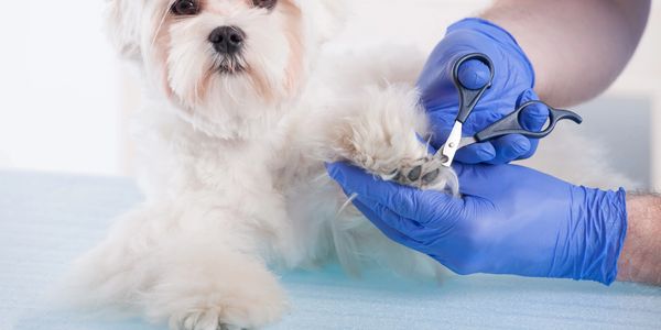 Nail trimming, helps your pets health and well being.