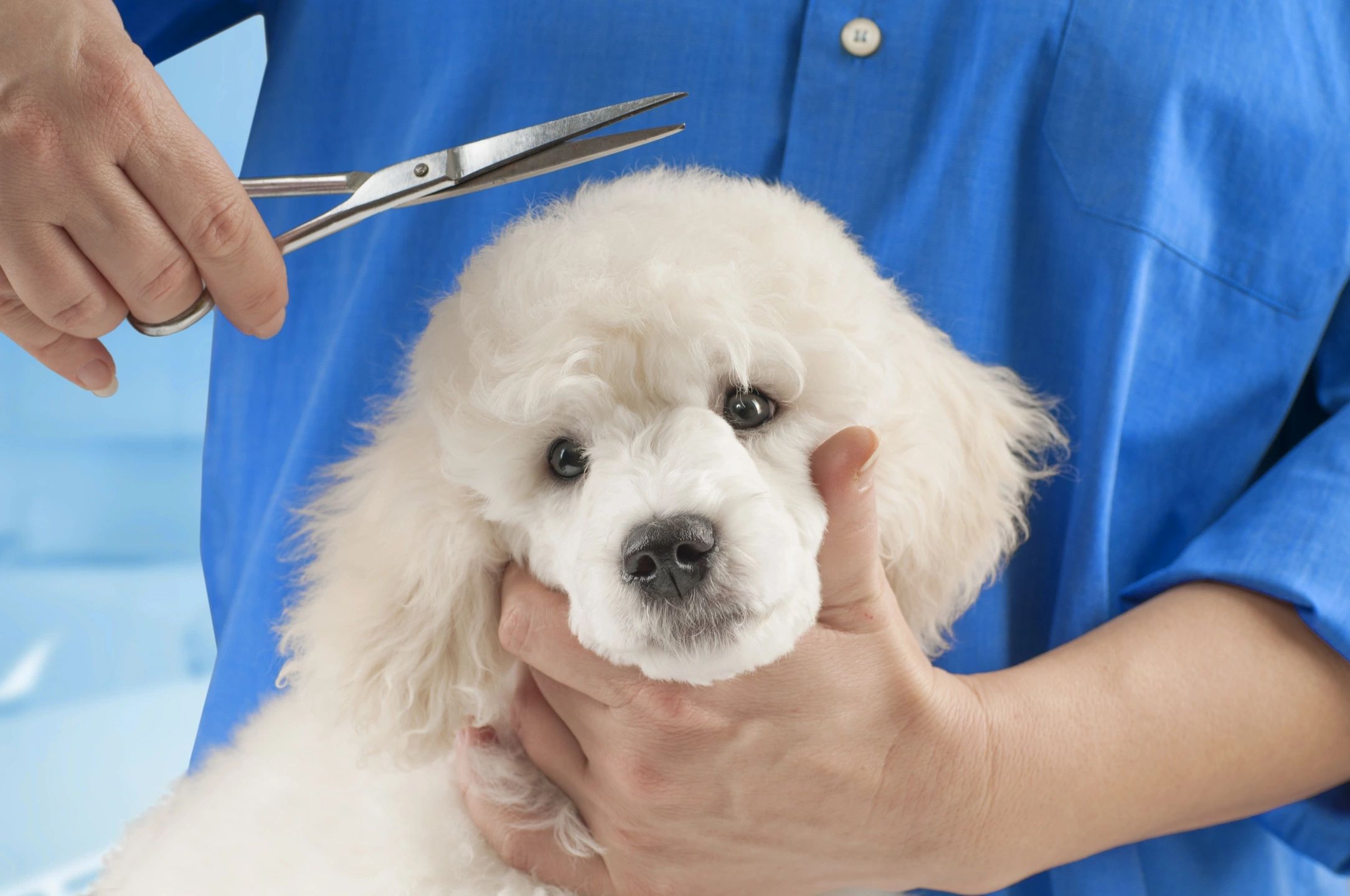 Dellamore Grooming - Experienced Groomer - West Jordan, Utah