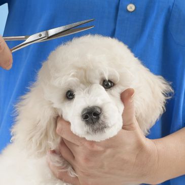 Poodle puppy being groomed.
