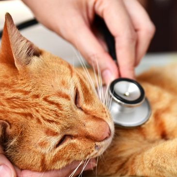 doctor checking cat using stethescope