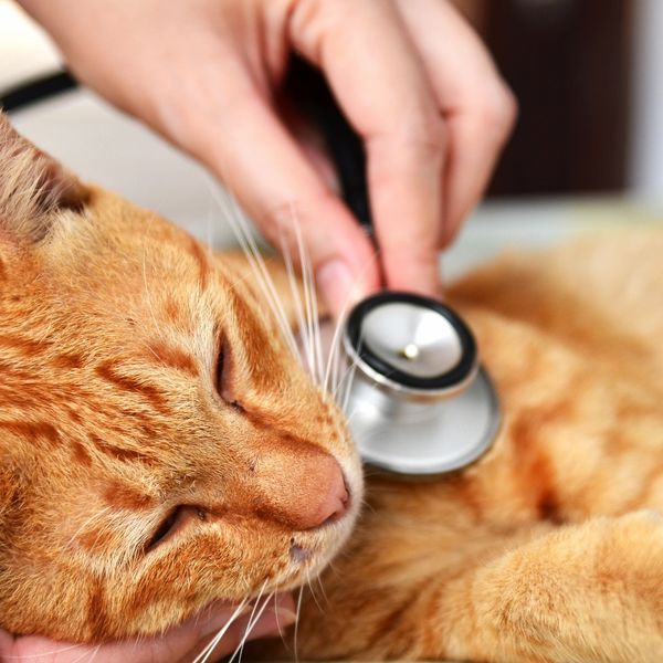 veterinary care cat