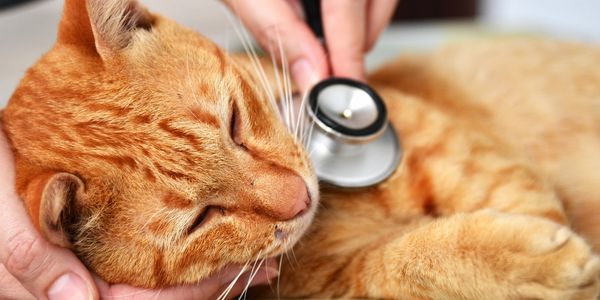 Ginger cat and stethoscope
