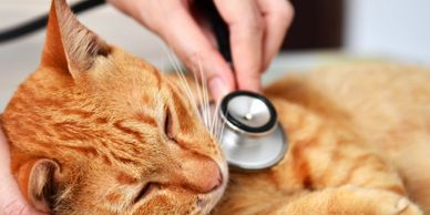 A cat is being examined to illustrate a list of Alternative/Subsidized Pet Care Options