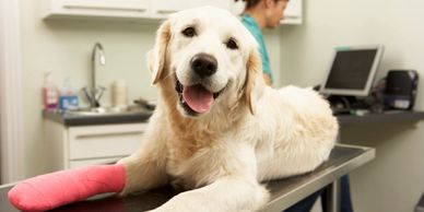dog on table with arm bandage. surgeries performed