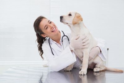 Vet with dog on the evaluation table.
