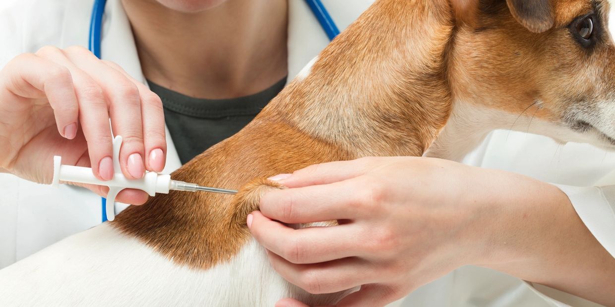 Microchipping Your Pet with My House Mobile Vet