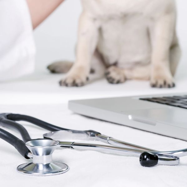 vet, dog vaccinations, dog vaccines, rabies shot,  distemper shot, kennel cough shot, application