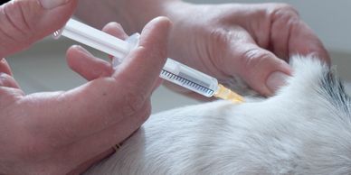 Dog Cat Vaccine in Pet