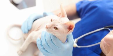 dermatology. veterinary staff holding sphynix cat