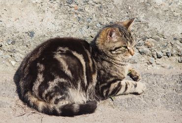 A tabby cat sitting on the ground.