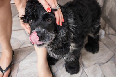 Cute black schnauzer being petted by a pet sitter.
