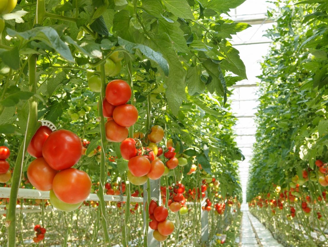 Tomato plants in a commercial greenhouse