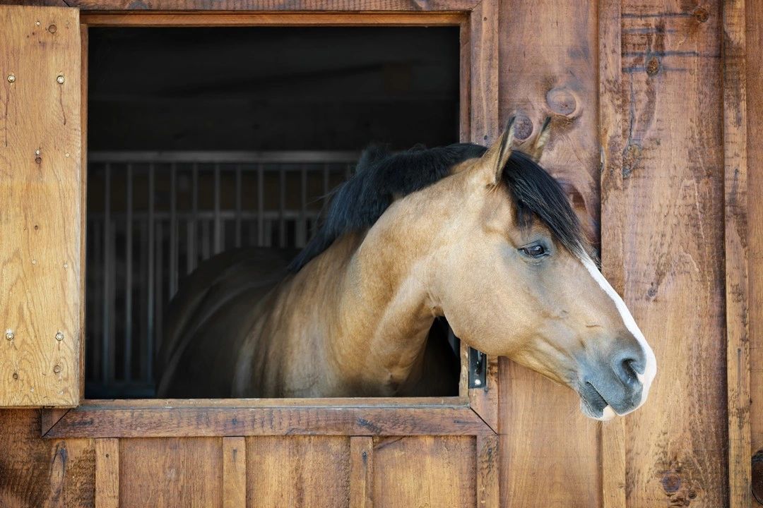 Welcome to Amber's Country Tack Shoppe