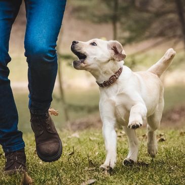 Fort Worth dog trainer offers affordable training programs for obedience and behavior modification .