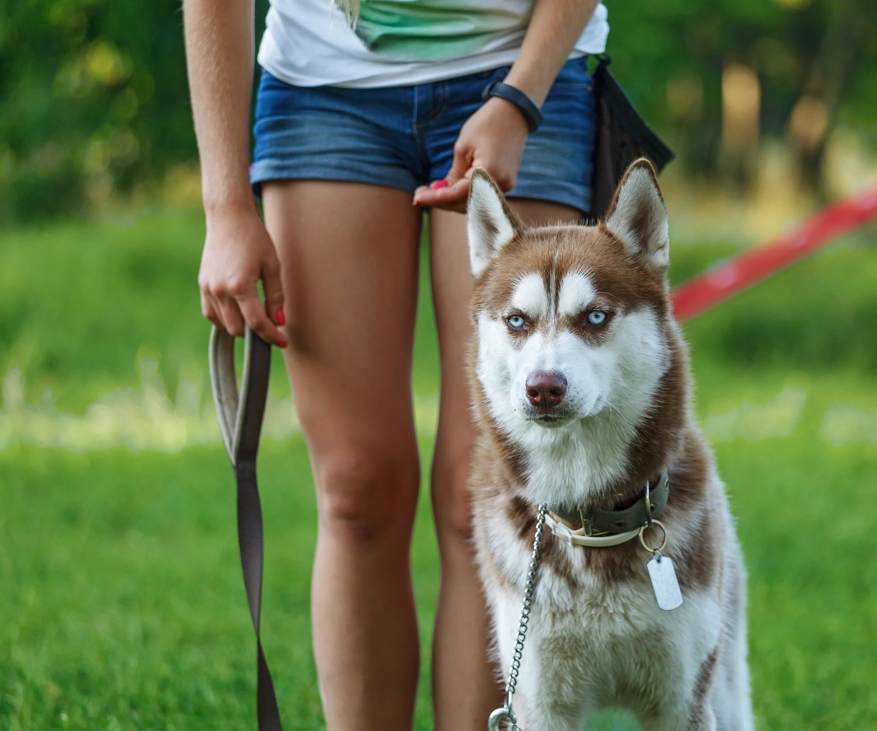 Husky dog trained to sit beside a person.
