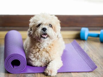 doggie Mind Games dog on yoga mat