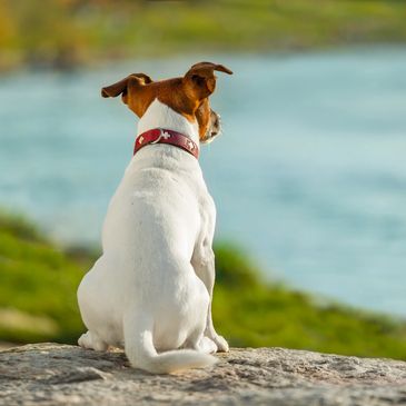 Dog watching the horizon