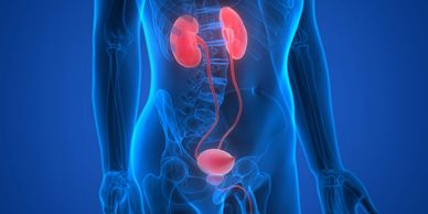 Kidneys are connected to the bladder through ureters. 