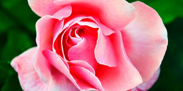 Rose Package - Inertia Massage pamper packages