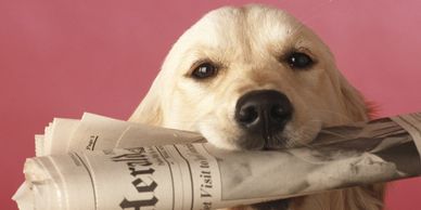 Dog with newspaper