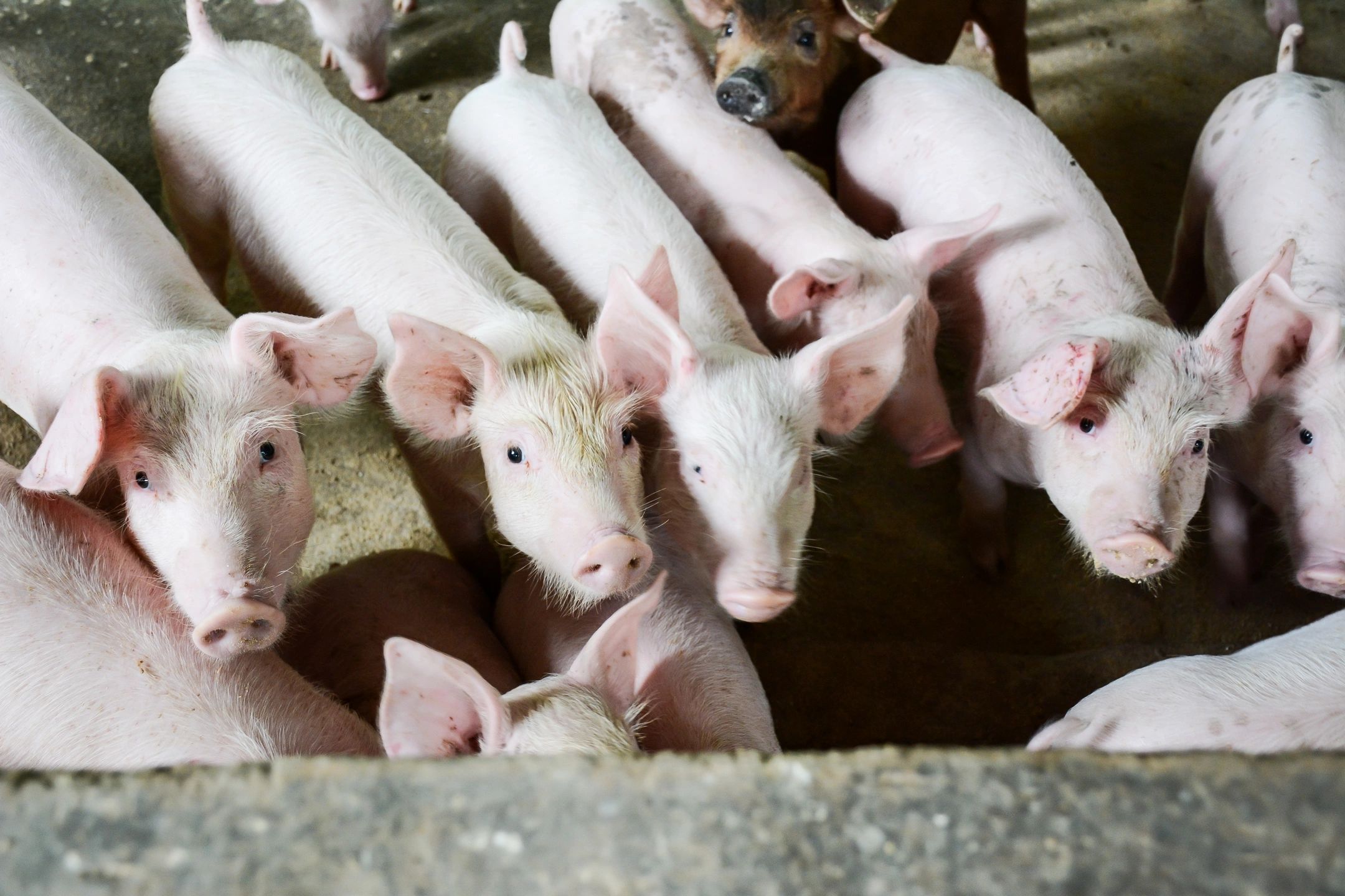 what are symbiotic foods