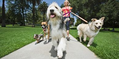 A woman walking four dogs