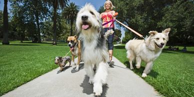 woman walking a pack of dogs