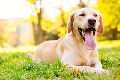 happy dog lying on the grass with tongue out