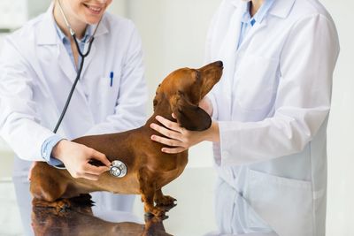 Dog having a vet visit and being listened to with a stethoscope