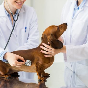 dog being checked by stethescope
