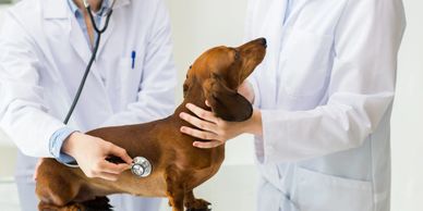 veterinarian performing wellness exam