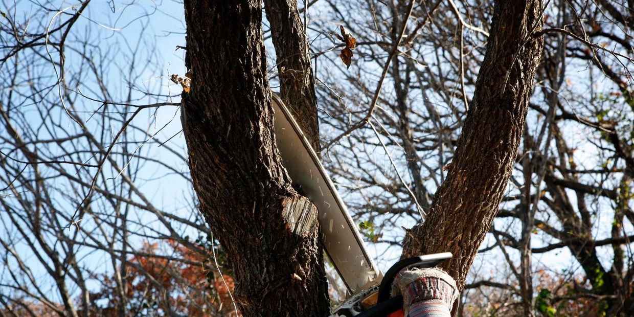 Chain saw cutting down a tree limb