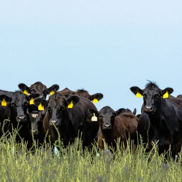 Black Angus Cattle
