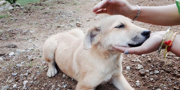 Dog receiving Reiki, Animal Reiki & communication, Three Fathom Harbour NS, Reiki Master, Dartmouth