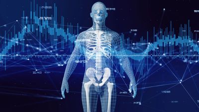 digital human skeletal system