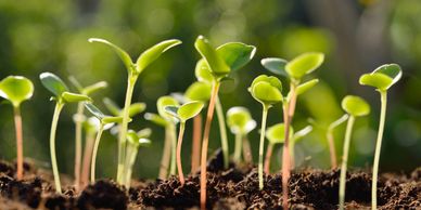 microgreens growing out of the soil with sunshine