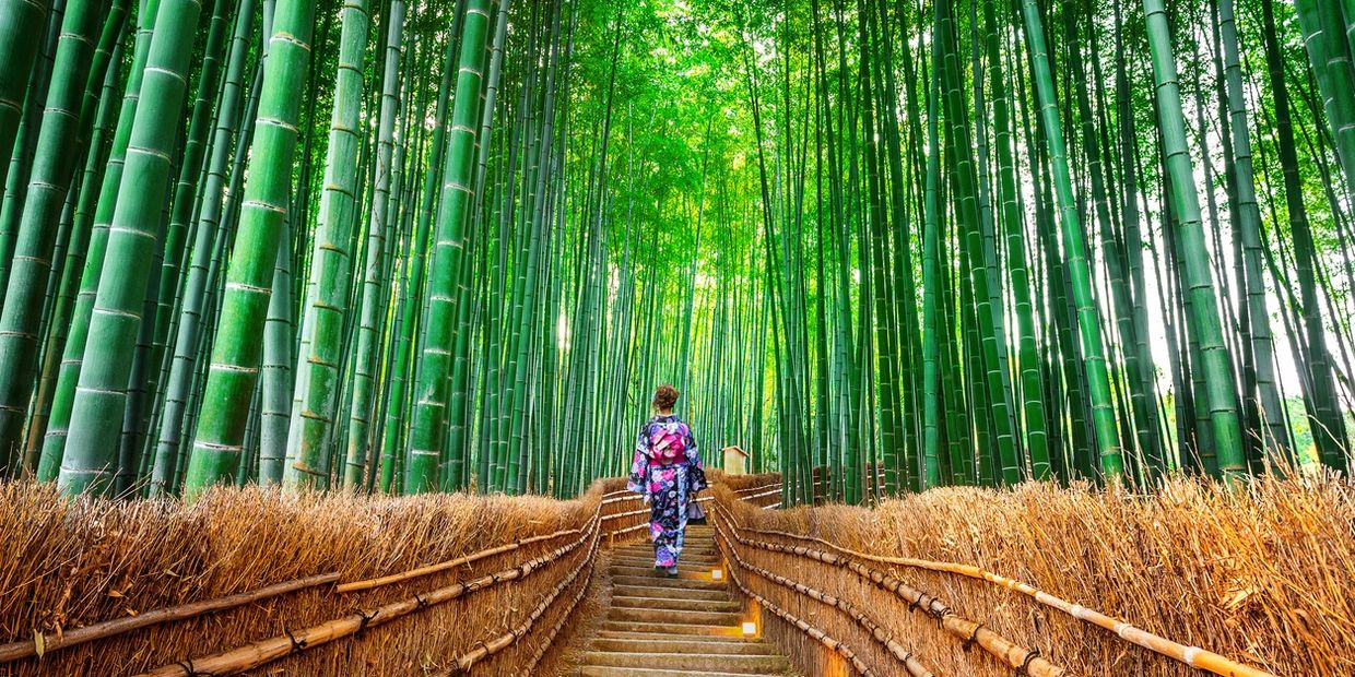 Japanese woman forest bathing in bamboo forest