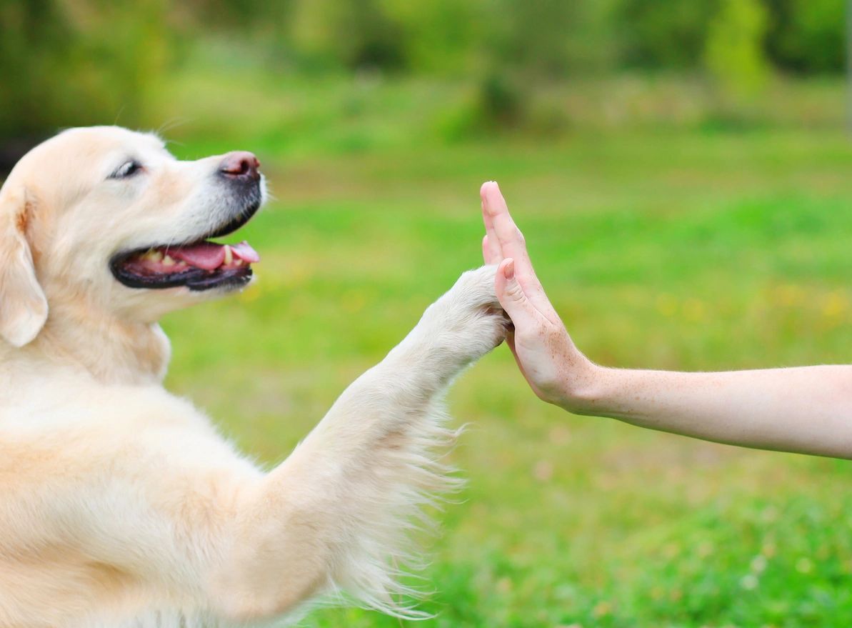 Golden retriever trained to touch a person's hand Gainesville Canine Academy.  